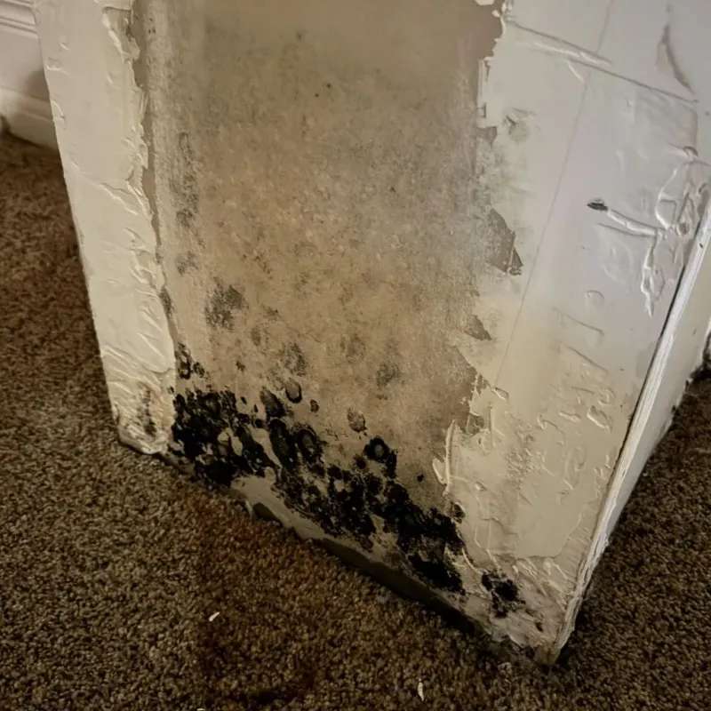 Professional Mold Removal in Newport, IN